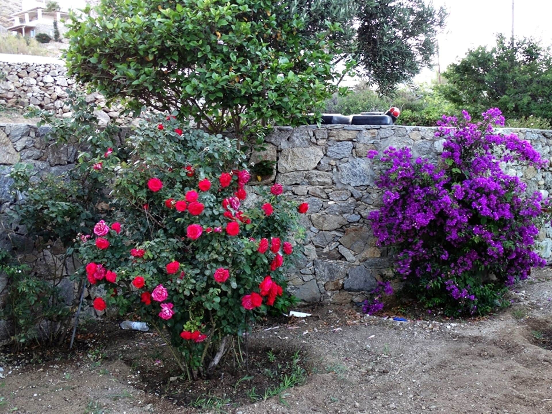 Mykonian Breeze Daire Ano Mera Dış mekan fotoğraf